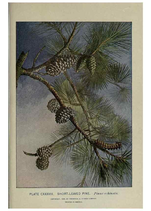 Reproducción/Reproduction 8434887817: A guide to the trees;. New YorkF.A. Stokes[c1900]