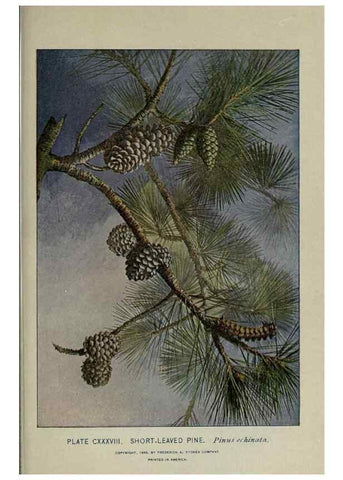 Reproducción/Reproduction 8434887817: A guide to the trees;. New YorkF.A. Stokes[c1900]