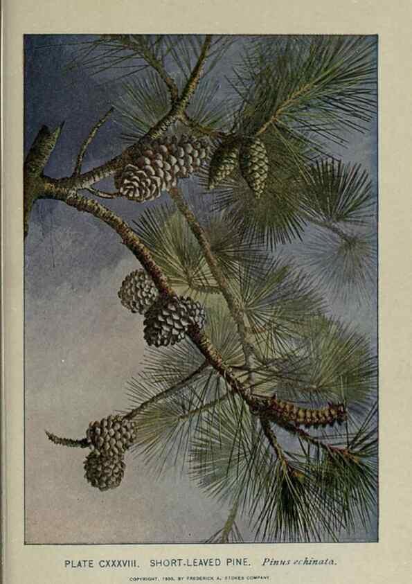 Reproducción/Reproduction 8434887817: A guide to the trees;. New YorkF.A. Stokes[c1900]