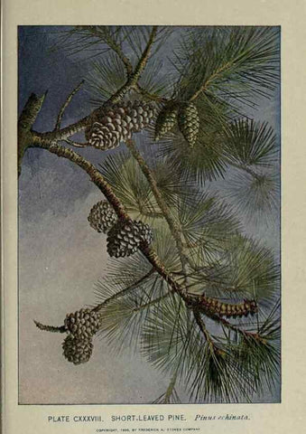 Reproducción/Reproduction 8434887817: A guide to the trees;. New YorkF.A. Stokes[c1900]