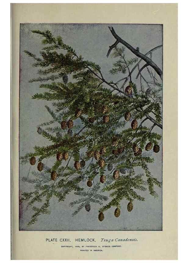 Reproducción/Reproduction 8435964356: A guide to the trees;. New YorkF.A. Stokes[c1900]