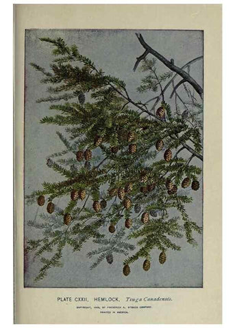 Reproducción/Reproduction 8435964356: A guide to the trees;. New YorkF.A. Stokes[c1900]