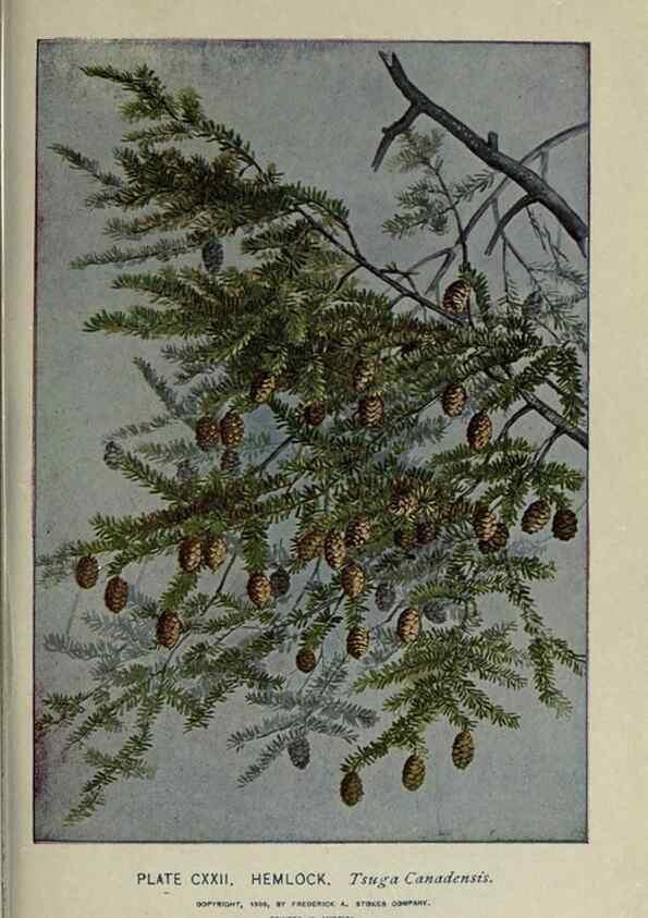 Reproducción/Reproduction 8435964356: A guide to the trees;. New YorkF.A. Stokes[c1900]