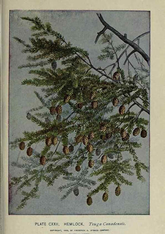 Reproducción/Reproduction 8435964356: A guide to the trees;. New YorkF.A. Stokes[c1900]
