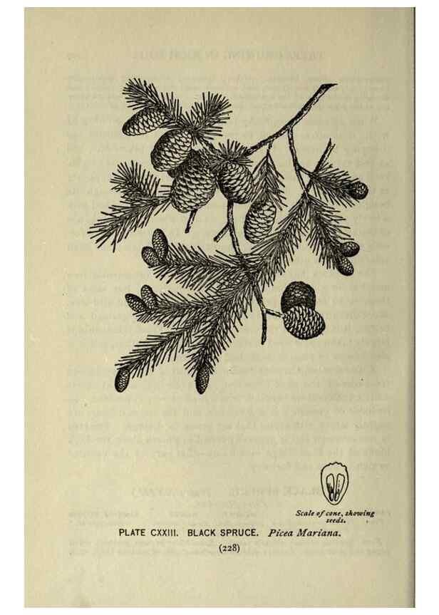 Reproducción/Reproduction 8435964898: A guide to the trees;. New YorkF.A. Stokes[c1900]