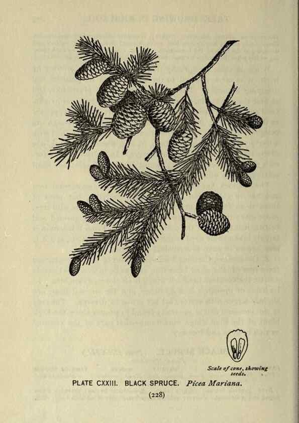Reproducción/Reproduction 8435964898: A guide to the trees;. New YorkF.A. Stokes[c1900]