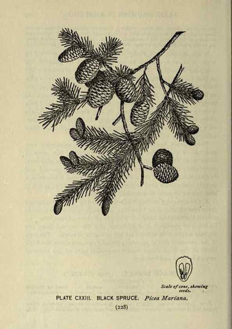 Reproducción/Reproduction 8435964898: A guide to the trees;. New YorkF.A. Stokes[c1900]
