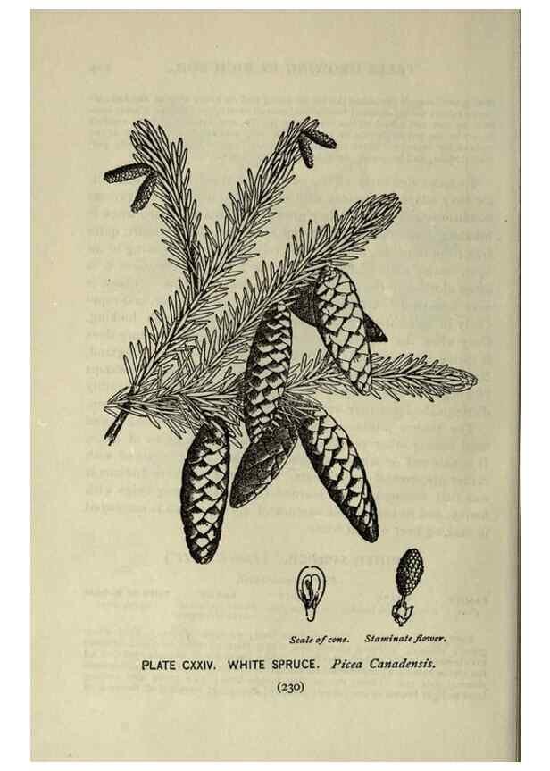 Reproducción/Reproduction 8435965422: A guide to the trees;. New YorkF.A. Stokes[c1900]