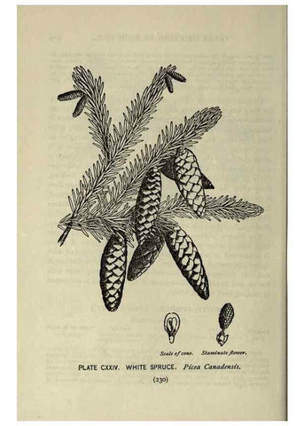 Reproducción/Reproduction 8435965422: A guide to the trees;. New YorkF.A. Stokes[c1900]