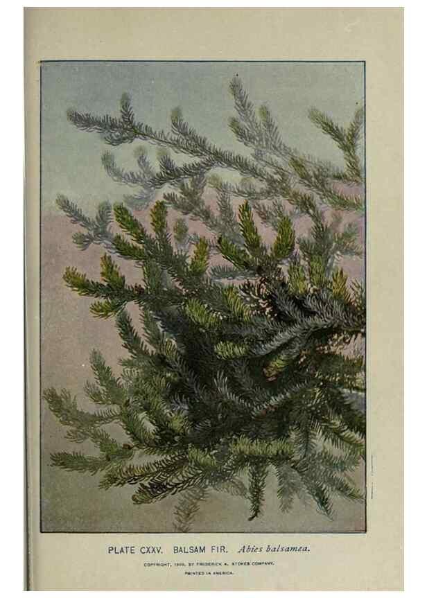 Reproducción/Reproduction 8435965862: A guide to the trees;. New YorkF.A. Stokes[c1900]