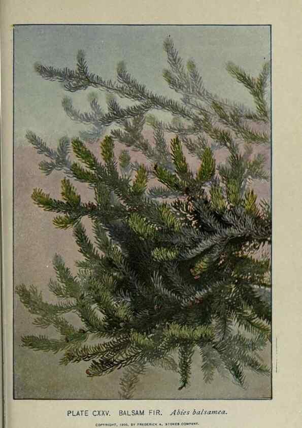 Reproducción/Reproduction 8435965862: A guide to the trees;. New YorkF.A. Stokes[c1900]