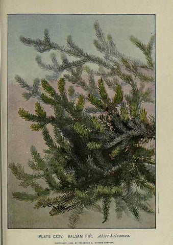 Reproducción/Reproduction 8435965862: A guide to the trees;. New YorkF.A. Stokes[c1900]
