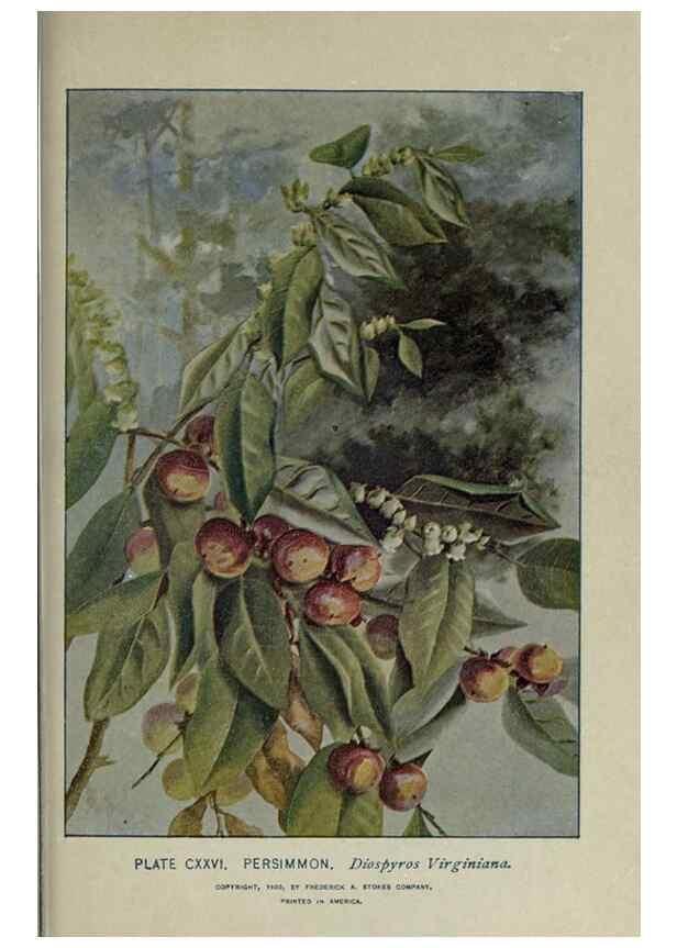 Reproducción/Reproduction 8435966572: A guide to the trees;. New YorkF.A. Stokes[c1900]