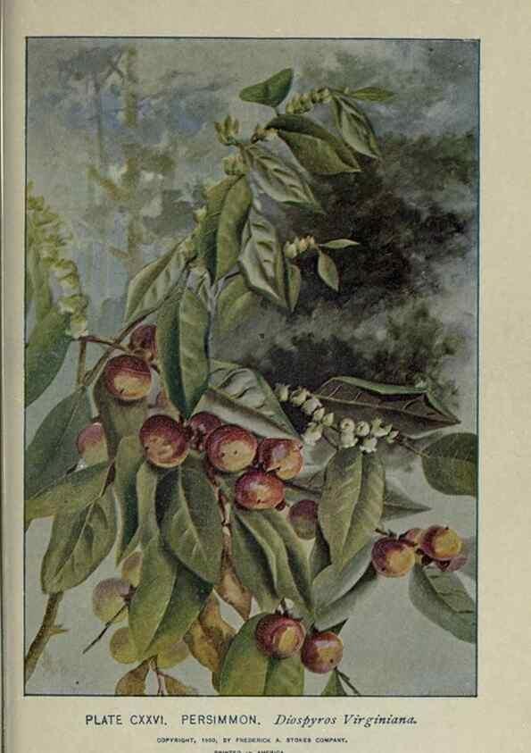 Reproducción/Reproduction 8435966572: A guide to the trees;. New YorkF.A. Stokes[c1900]