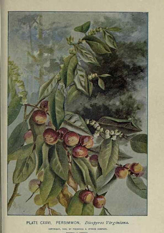 Reproducción/Reproduction 8435966572: A guide to the trees;. New YorkF.A. Stokes[c1900]
