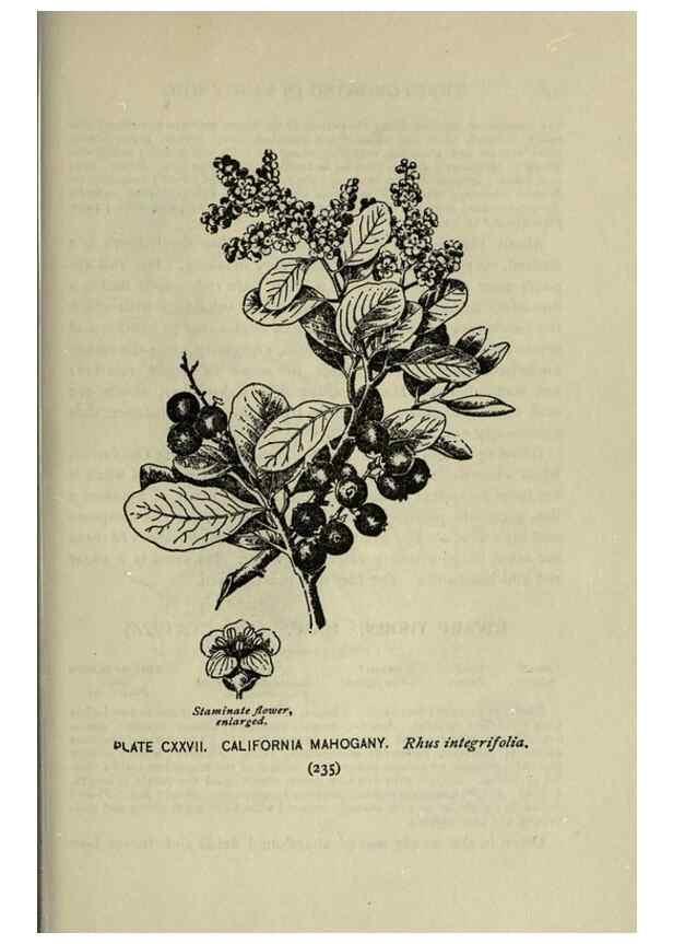 Reproducción/Reproduction 8435967154: A guide to the trees;. New YorkF.A. Stokes[c1900]
