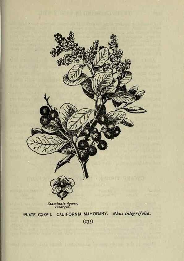 Reproducción/Reproduction 8435967154: A guide to the trees;. New YorkF.A. Stokes[c1900]