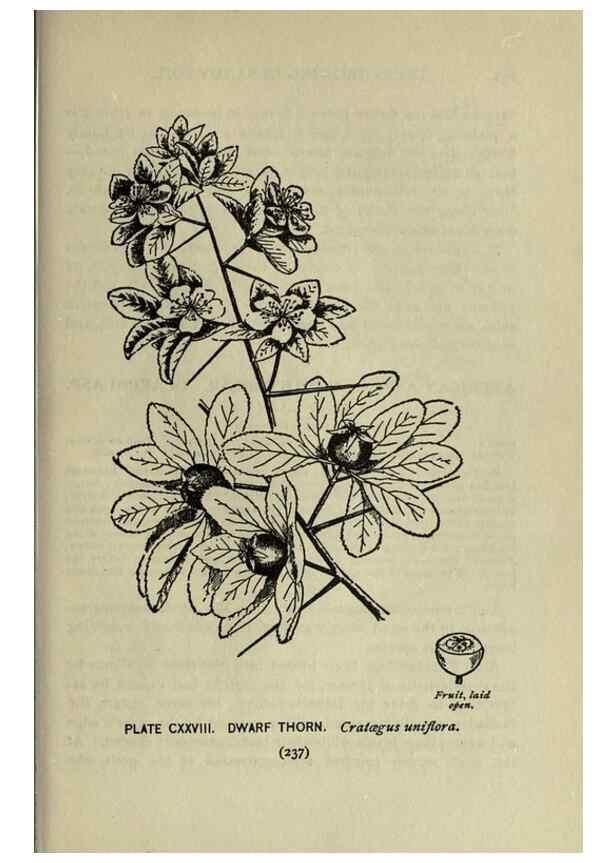 Reproducción/Reproduction 8434882973: A guide to the trees;. New YorkF.A. Stokes[c1900]