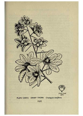 Reproducción/Reproduction 8434882973: A guide to the trees;. New YorkF.A. Stokes[c1900]