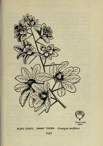Reproducción/Reproduction 8434882973: A guide to the trees;. New YorkF.A. Stokes[c1900]