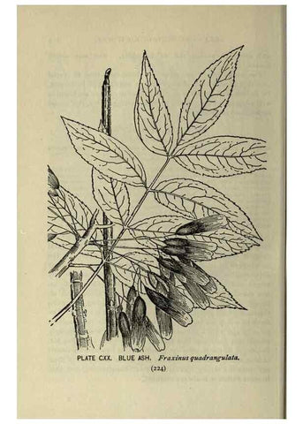 Reproducción/Reproduction 8434878765: A guide to the trees;. New YorkF.A. Stokes[c1900]
