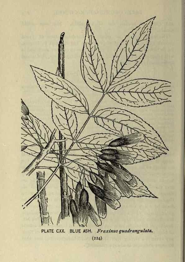 Reproducción/Reproduction 8434878765: A guide to the trees;. New YorkF.A. Stokes[c1900]