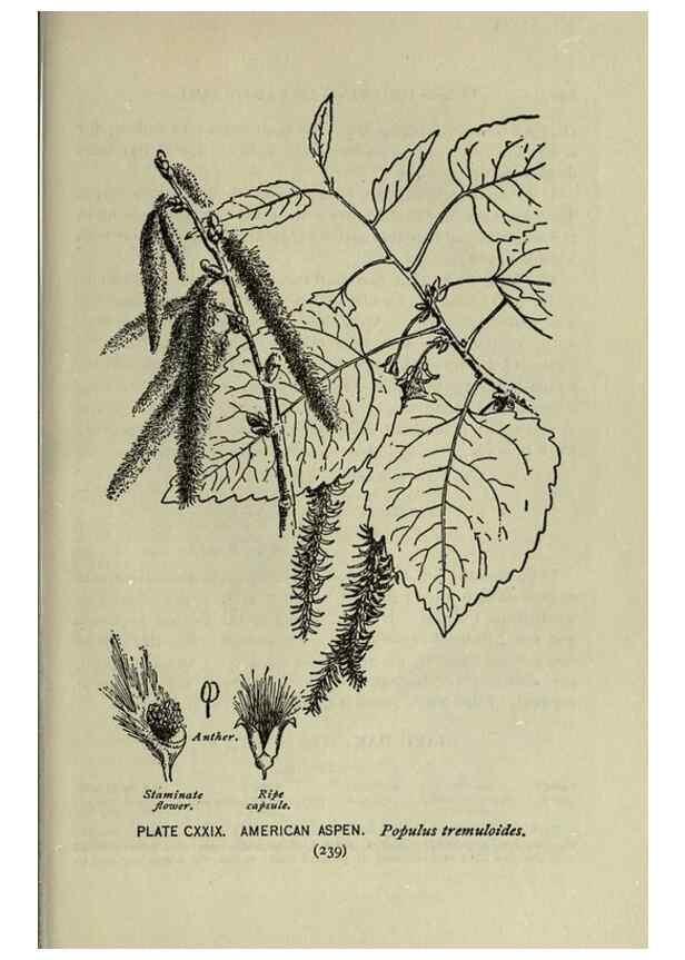 Reproducción/Reproduction 8435968068: A guide to the trees;. New YorkF.A. Stokes[c1900]