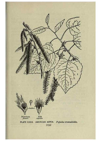Reproducción/Reproduction 8435968068: A guide to the trees;. New YorkF.A. Stokes[c1900]