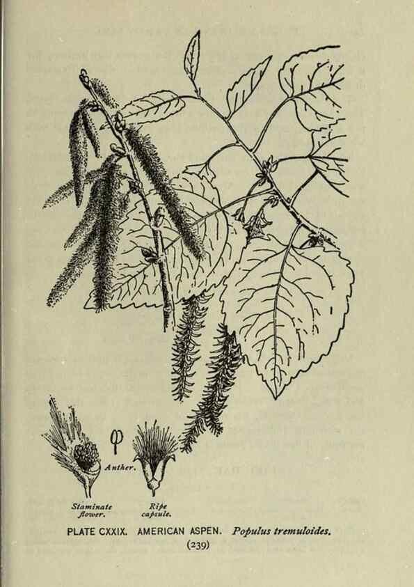 Reproducción/Reproduction 8435968068: A guide to the trees;. New YorkF.A. Stokes[c1900]