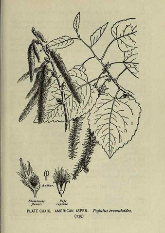 Reproducción/Reproduction 8435968068: A guide to the trees;. New YorkF.A. Stokes[c1900]