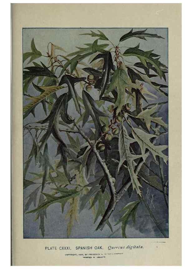 Reproducción/Reproduction 8435969128: A guide to the trees;. New YorkF.A. Stokes[c1900]