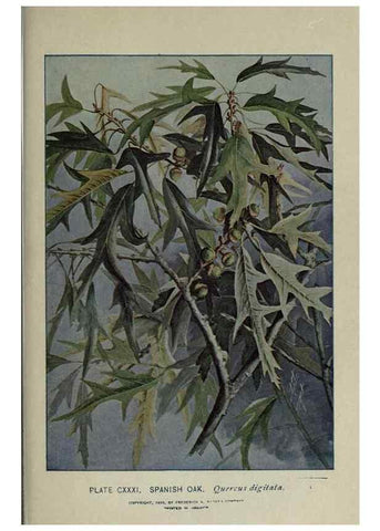 Reproducción/Reproduction 8435969128: A guide to the trees;. New YorkF.A. Stokes[c1900]