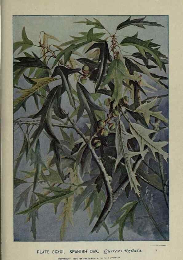 Reproducción/Reproduction 8435969128: A guide to the trees;. New YorkF.A. Stokes[c1900]
