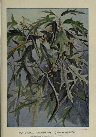 Reproducción/Reproduction 8435969128: A guide to the trees;. New YorkF.A. Stokes[c1900]