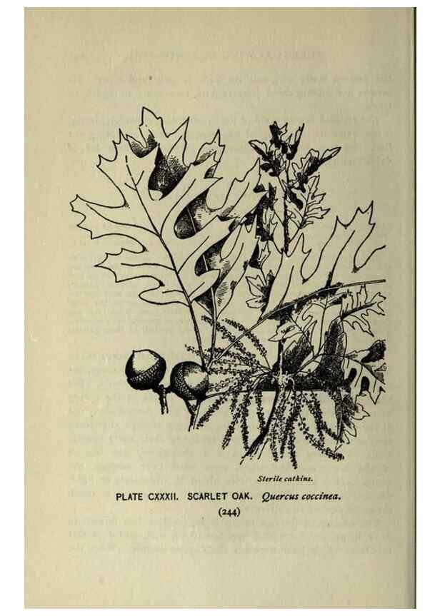 Reproducción/Reproduction 8434884657: A guide to the trees;. New YorkF.A. Stokes[c1900]