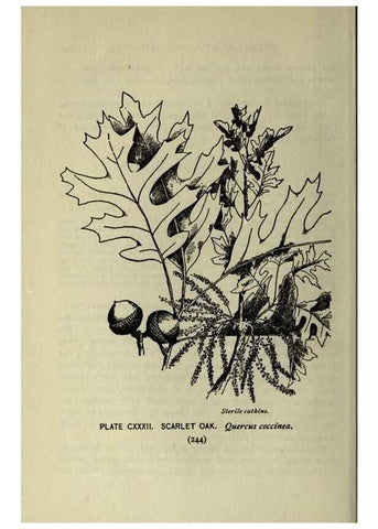 Reproducción/Reproduction 8434884657: A guide to the trees;. New YorkF.A. Stokes[c1900]
