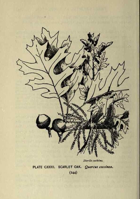 Reproducción/Reproduction 8434884657: A guide to the trees;. New YorkF.A. Stokes[c1900]