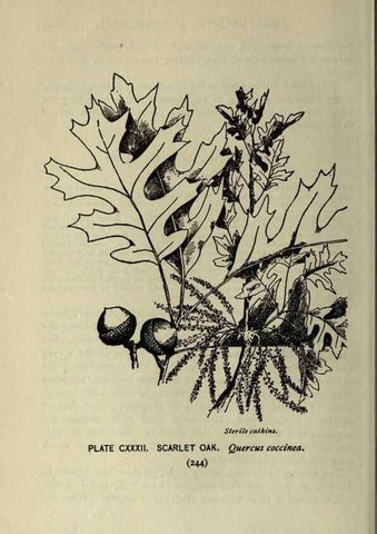 Reproducción/Reproduction 8434884657: A guide to the trees;. New YorkF.A. Stokes[c1900]