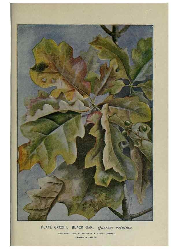 Reproducción/Reproduction 8435970218: A guide to the trees;. New YorkF.A. Stokes[c1900]