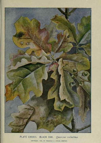 Reproducción/Reproduction 8435970218: A guide to the trees;. New YorkF.A. Stokes[c1900]
