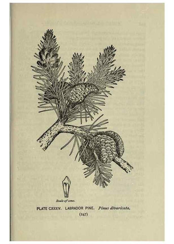Reproducción/Reproduction 8435970504: A guide to the trees;. New YorkF.A. Stokes[c1900]