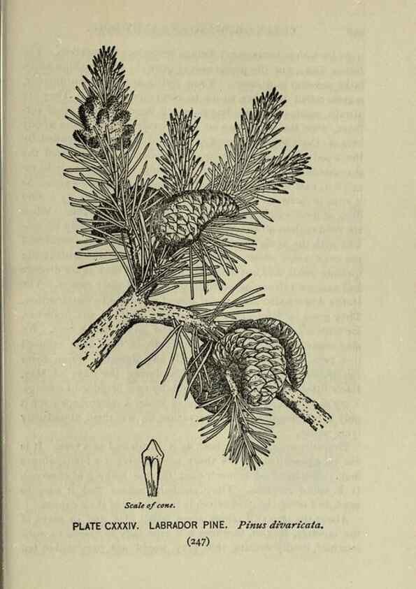 Reproducción/Reproduction 8435970504: A guide to the trees;. New YorkF.A. Stokes[c1900]