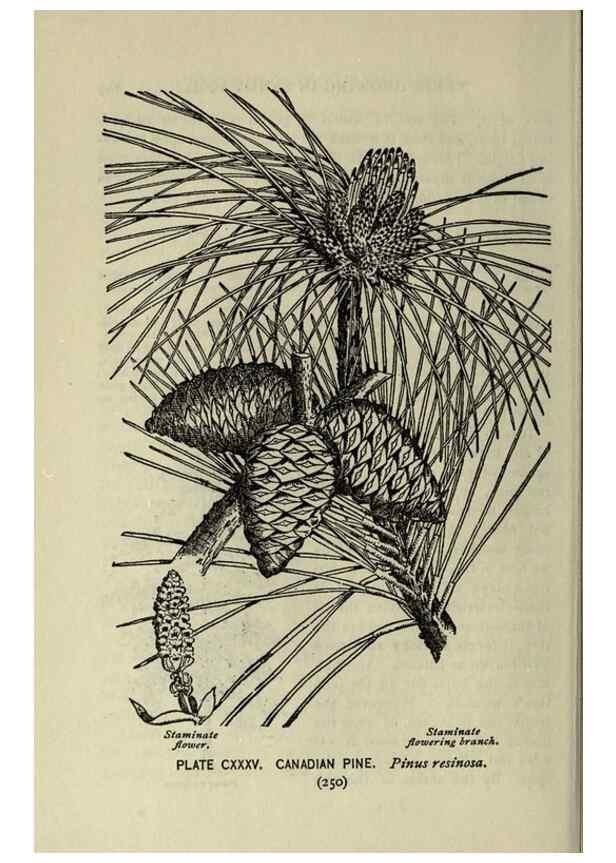 Reproducción/Reproduction 8435971106: A guide to the trees;. New YorkF.A. Stokes[c1900]