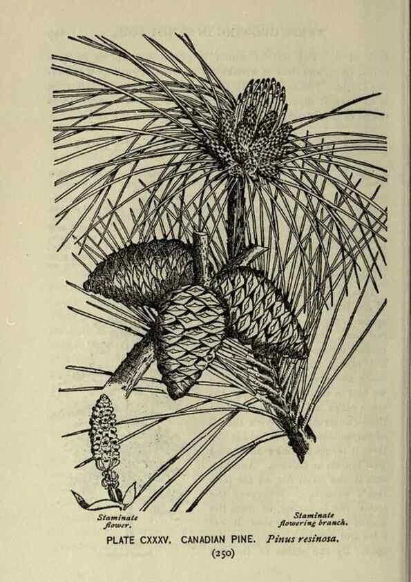 Reproducción/Reproduction 8435971106: A guide to the trees;. New YorkF.A. Stokes[c1900]