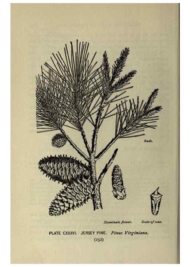 Reproducción/Reproduction 8434886869: A guide to the trees;. New YorkF.A. Stokes[c1900]