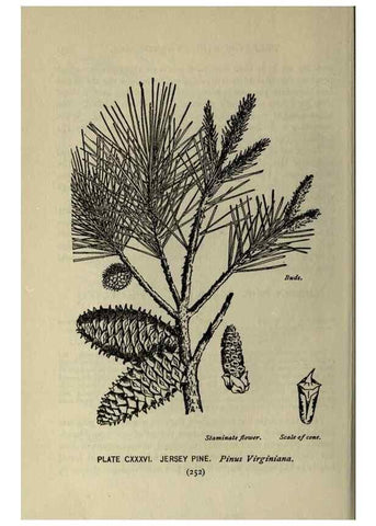 Reproducción/Reproduction 8434886869: A guide to the trees;. New YorkF.A. Stokes[c1900]