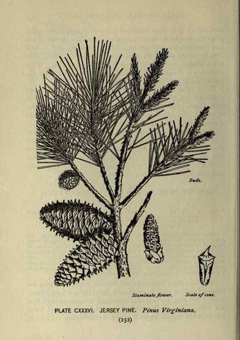 Reproducción/Reproduction 8434886869: A guide to the trees;. New YorkF.A. Stokes[c1900]
