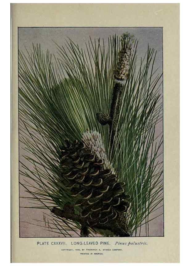 Reproducción/Reproduction 8435972230: A guide to the trees;. New YorkF.A. Stokes[c1900]
