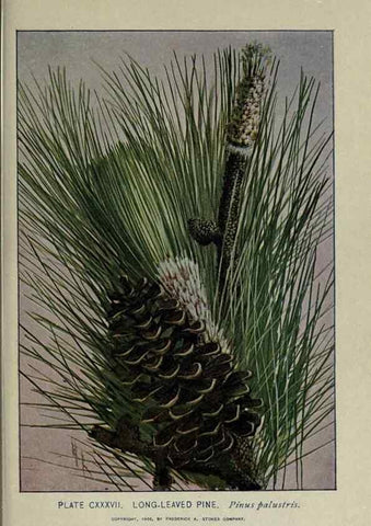 Reproducción/Reproduction 8435972230: A guide to the trees;. New YorkF.A. Stokes[c1900]
