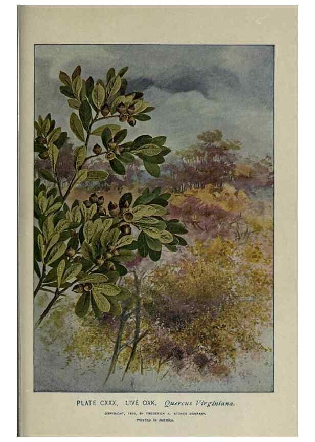 Reproducción/Reproduction 8435968668: A guide to the trees;. New YorkF.A. Stokes[c1900]
